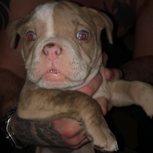 cachorros alapaha blue blood bulldog 