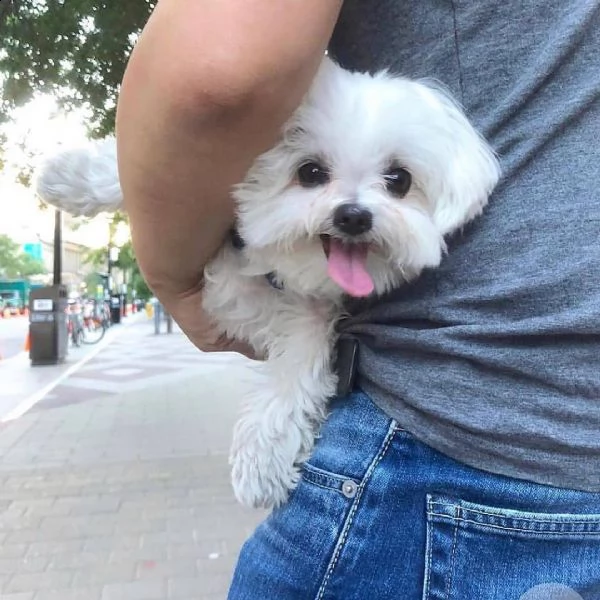 maltese nano