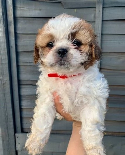 disponibili cuccioli razza shitzu nati in casa.