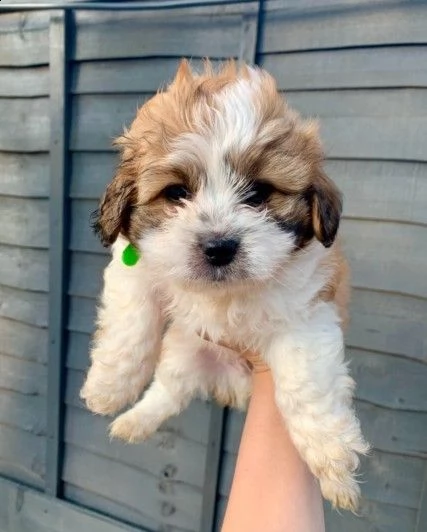 disponibili cuccioli razza shitzu nati in casa. | Foto 0