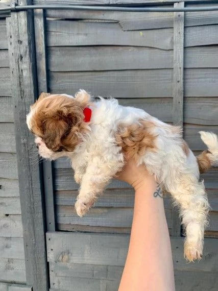 cucciolo di shitzu taglia piccola