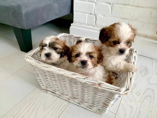 cucciolo di shitzu taglia piccola | Foto 1