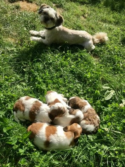 splendida cucciolata di shitzu piccoli | Foto 0