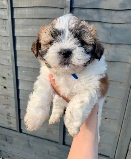 splendida cucciolata di shitzu piccoli