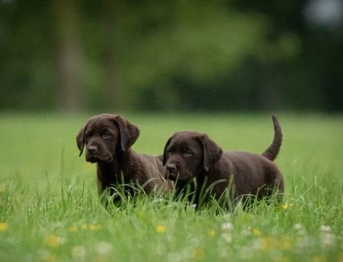disponibili labrador retriever chocolate | Foto 1