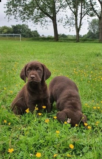 disponibili labrador retriever chocolate