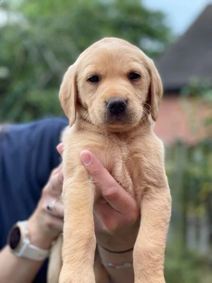 cuccioli di razza labrador pura di 3 mesi | Foto 1