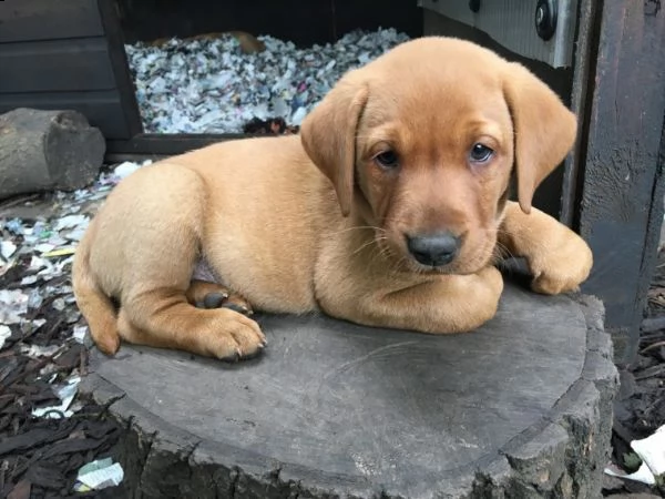 cuccioli di razza labrador pura di 3 mesi | Foto 0