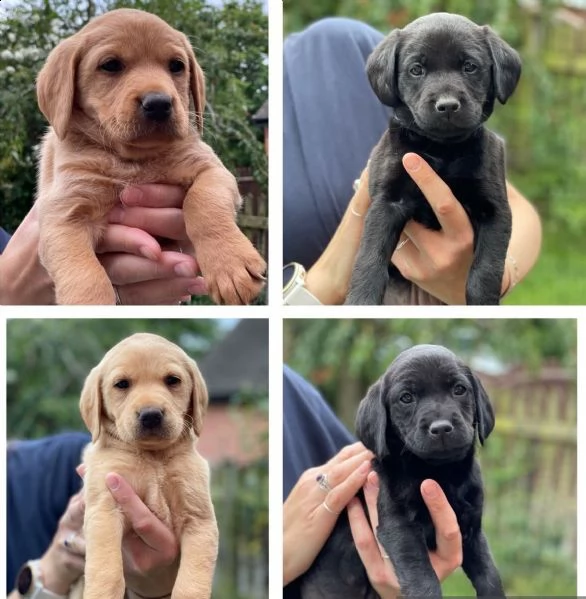 cuccioli di razza labrador pura di 3 mesi