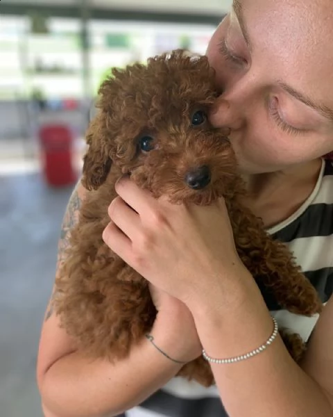 barboncino toy | Foto 0