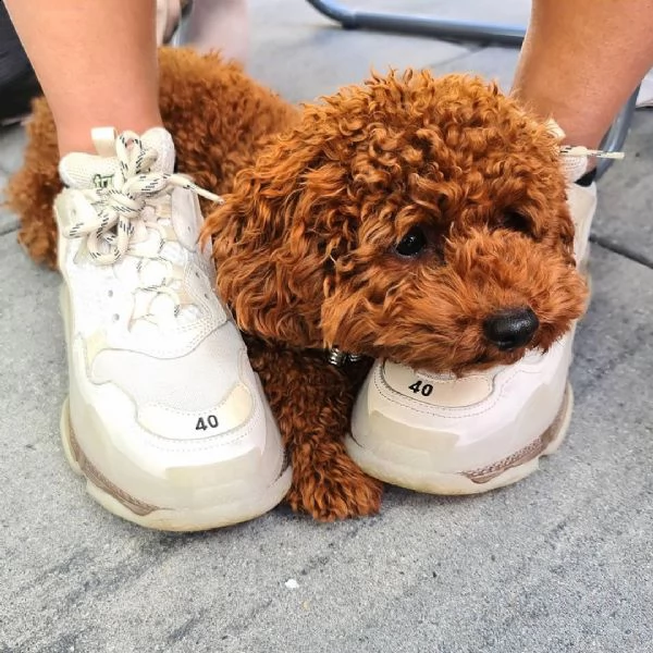 barboncino toy.... | Foto 0