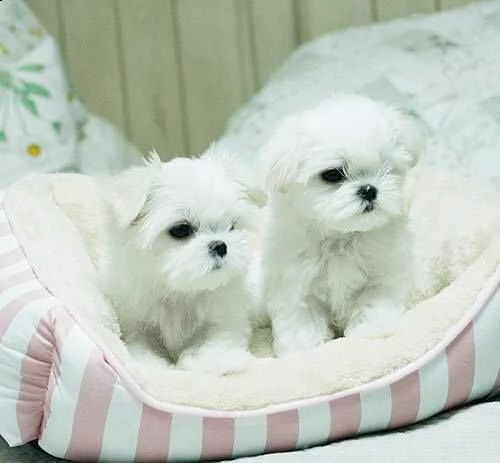 cuccioli maltese toy bianchi | Foto 0