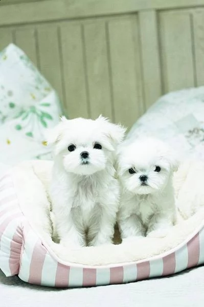 cuccioli maltese toy bianchi