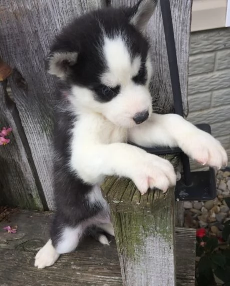 regalo cuccioli siberian husky maschio e femmina