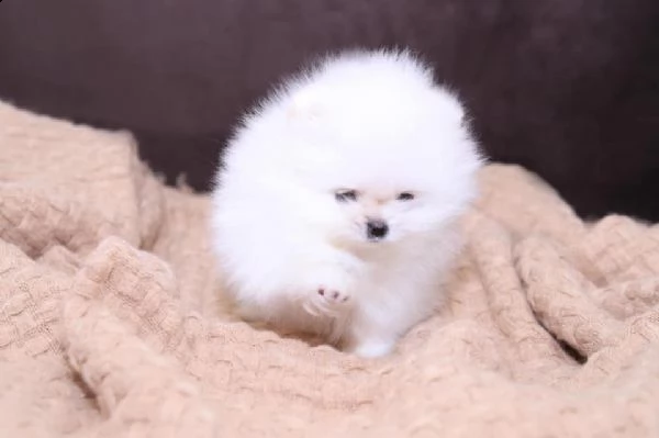 cuccioli di spitz di pomerania taglia toy | Foto 1