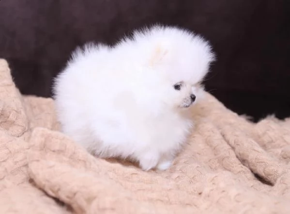cuccioli di spitz di pomerania taglia toy