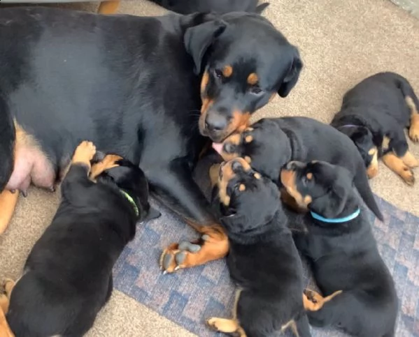 regalo cuccioli di rottweiler 1 femmine e un maschietto.