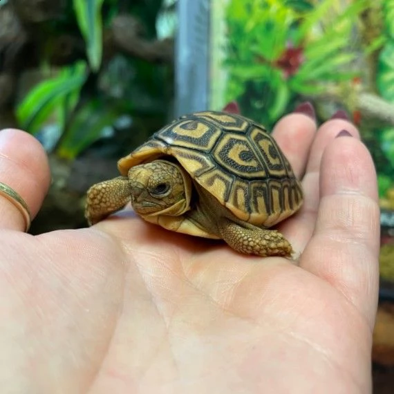  tartaruge di terra leopardo