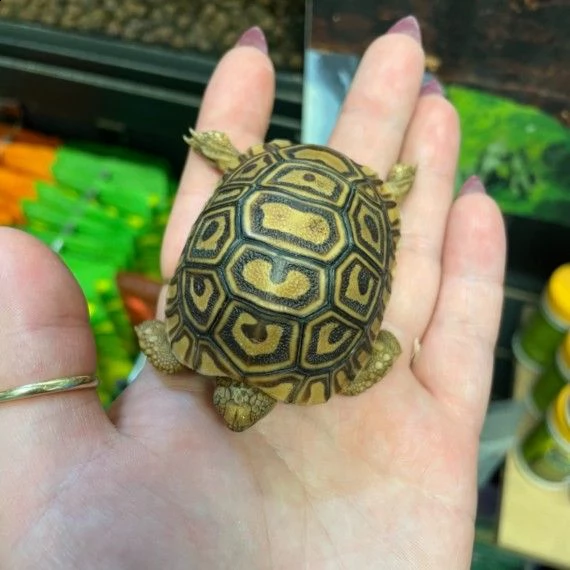  tartaruge di terra leopardo | Foto 1