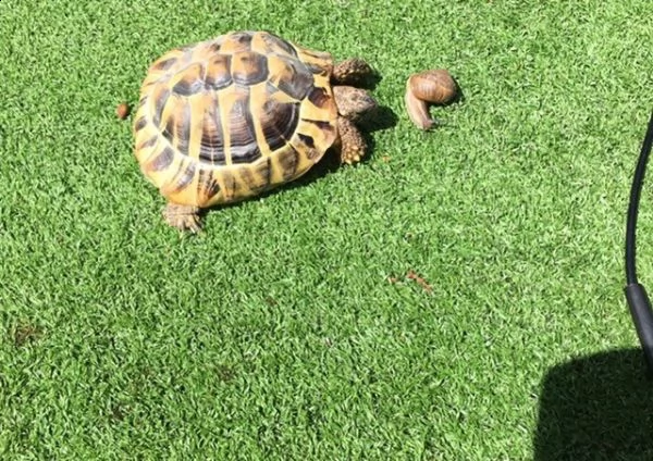 tartaruga marginata, horsefield ed hermanni | Foto 1