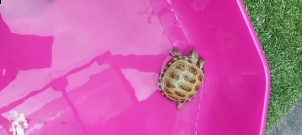 tartaruga marginata, horsefield ed hermanni