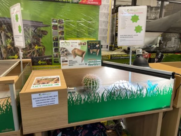 tartaruga marginata, horsefield ed hermanni | Foto 0