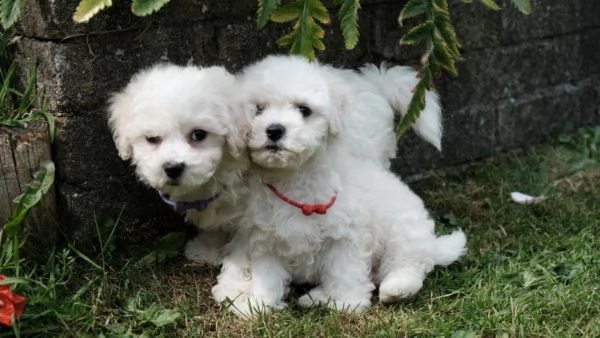 bichon frise due cuccioli