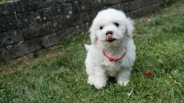 bichon frise due cuccioli | Foto 2
