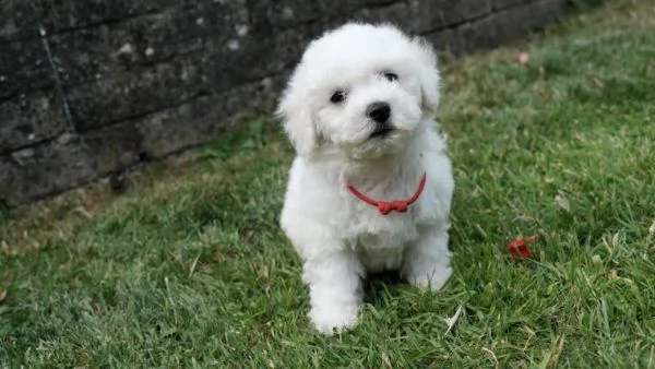 bichon frise due cuccioli | Foto 0