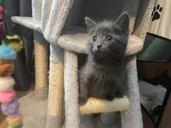 prenotazione cuccioli di blue di russia