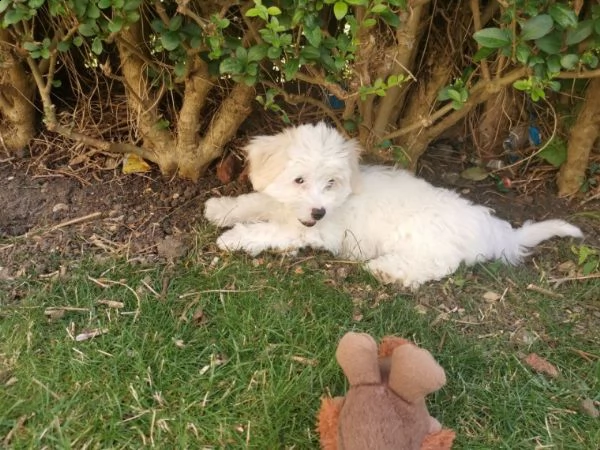 maltese terrier cuccioli