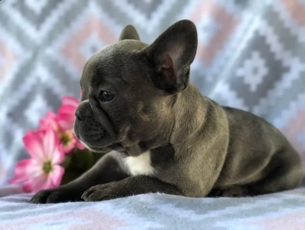 splendido bulldog francese | Foto 0