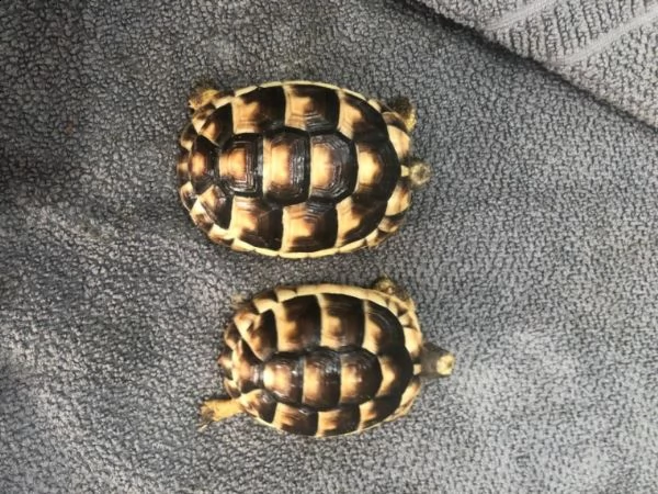 simpatiche tartarughe di terra