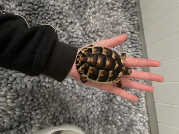 simpatiche tartarughe di terra | Foto 2