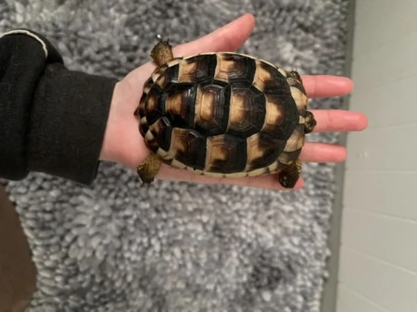 simpatiche tartarughe di terra | Foto 1