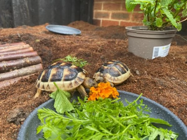 simpatiche tartarughe di terra | Foto 0