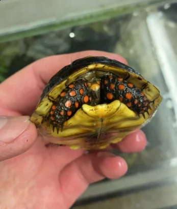 tartarughe  redfoot pronti subito