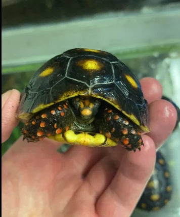 tartarughe  redfoot pronti subito | Foto 0
