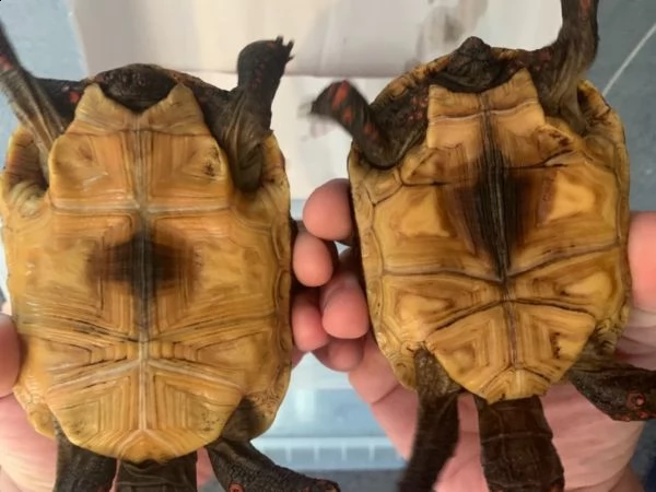 bellissimi esemplari di tartarughe  | Foto 1