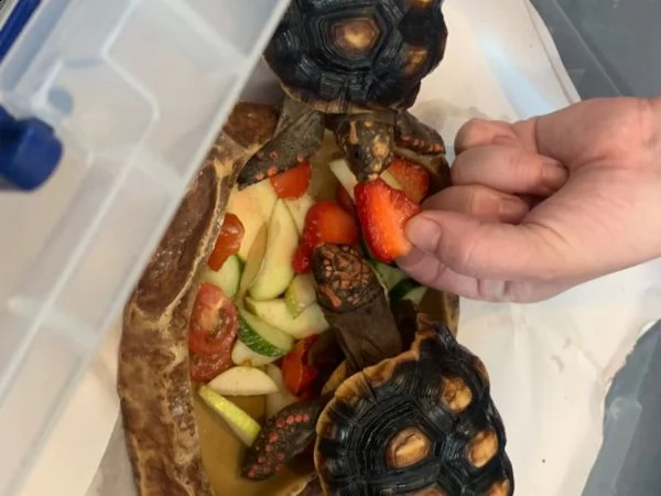 bellissimi esemplari di tartarughe  | Foto 0