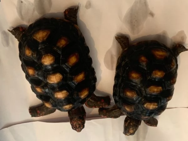 bellissimi esemplari di tartarughe 