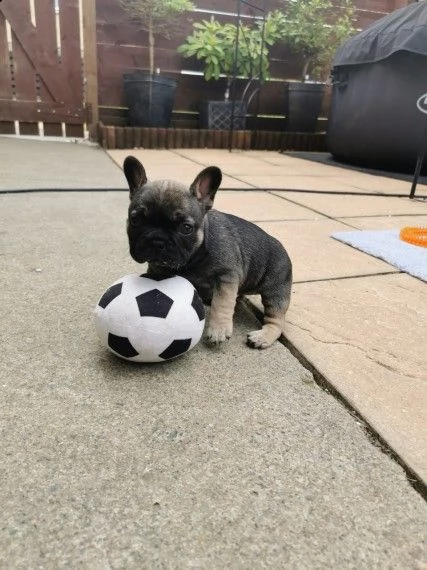 bouledogue francese blue cuccioli | Foto 0