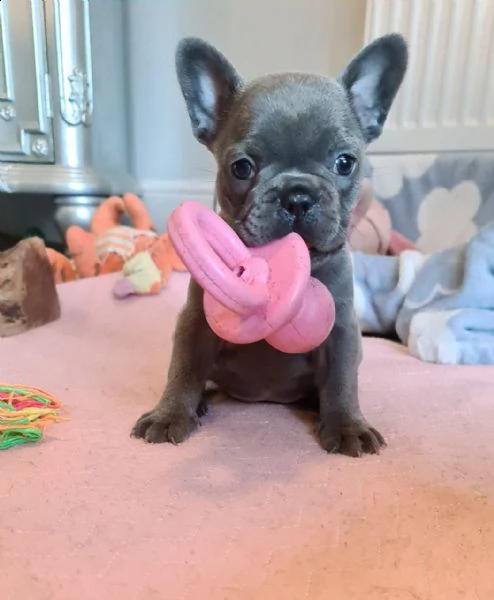 bouledogue francese blue cuccioli