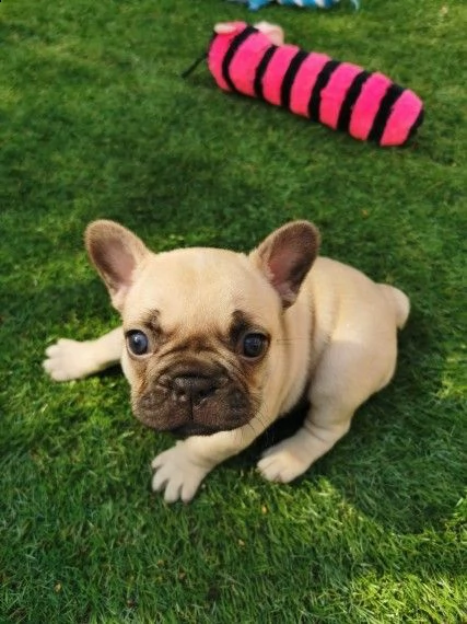 adozione di cucciolino di bouledogue francese