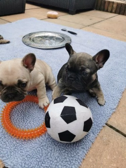 adozione di cucciolino di bouledogue francese | Foto 1
