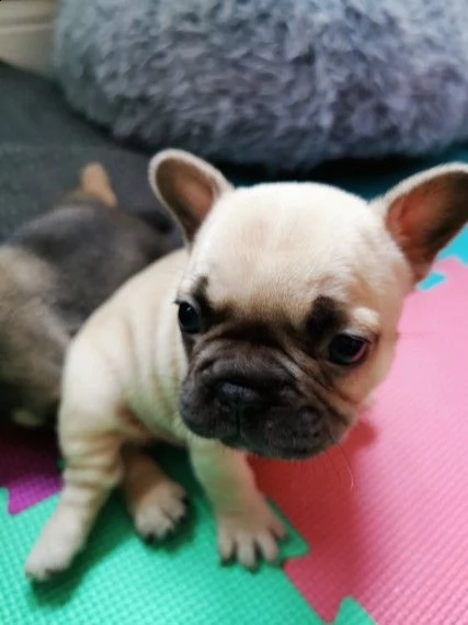 adozione di cucciolino di bouledogue francese | Foto 0