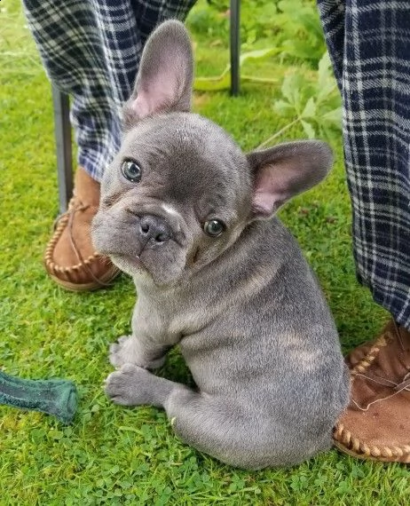 molto dolce cuccioli bouledogue francese blue | Foto 0