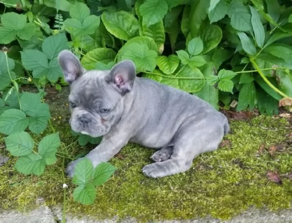 cuccioli  blue di bouledogue francese | Foto 1