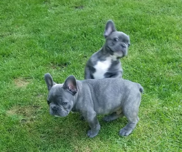 cuccioli  blue di bouledogue francese
