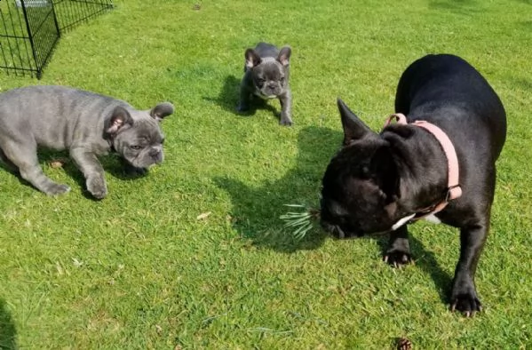 cuccioli  blue di bouledogue francese | Foto 0